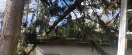 W wyniku silnego wiatru drzewo iglaste złamało się i przewróciło na dach budynku.