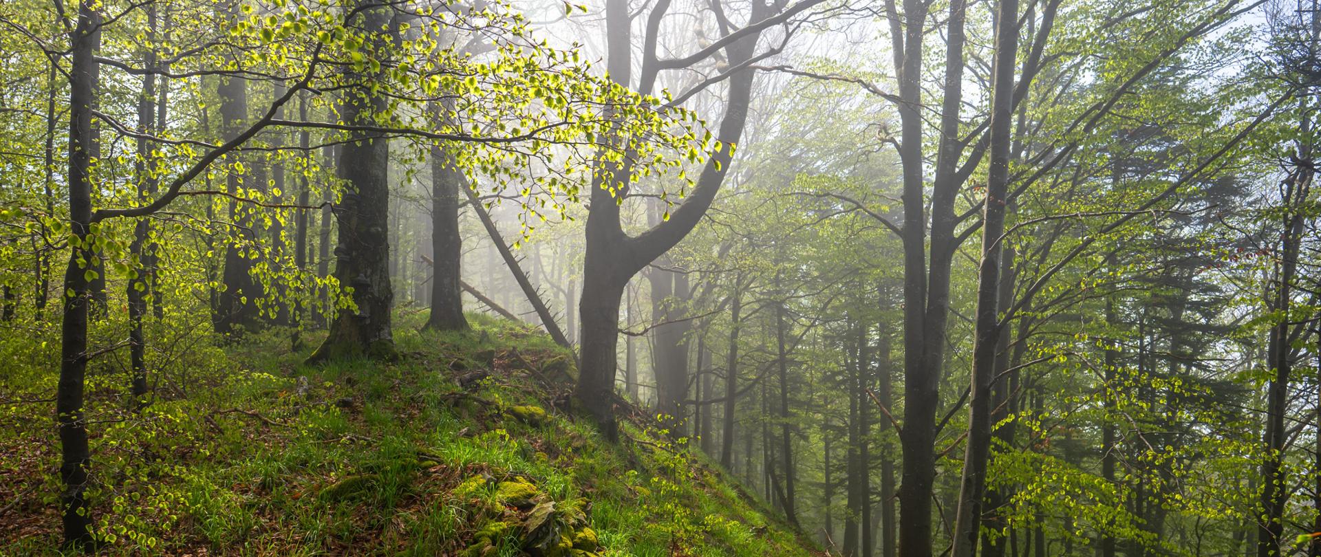 Misty mood in primeval forest. Bieszczady Mountains, Carpathians.