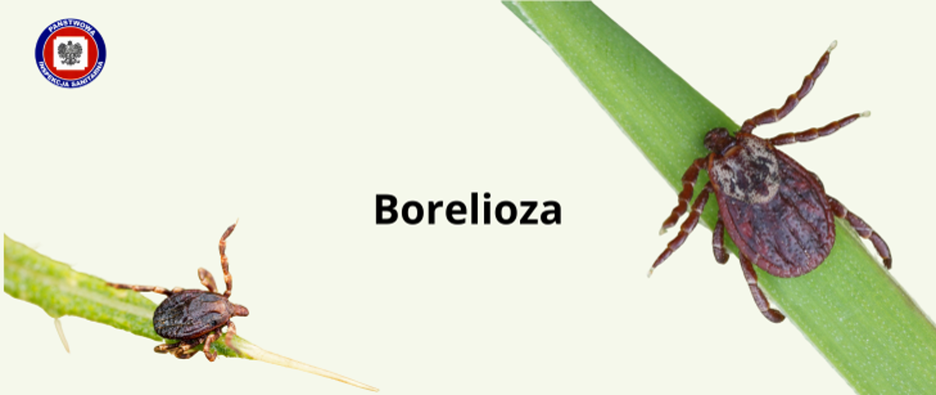 Borelioza