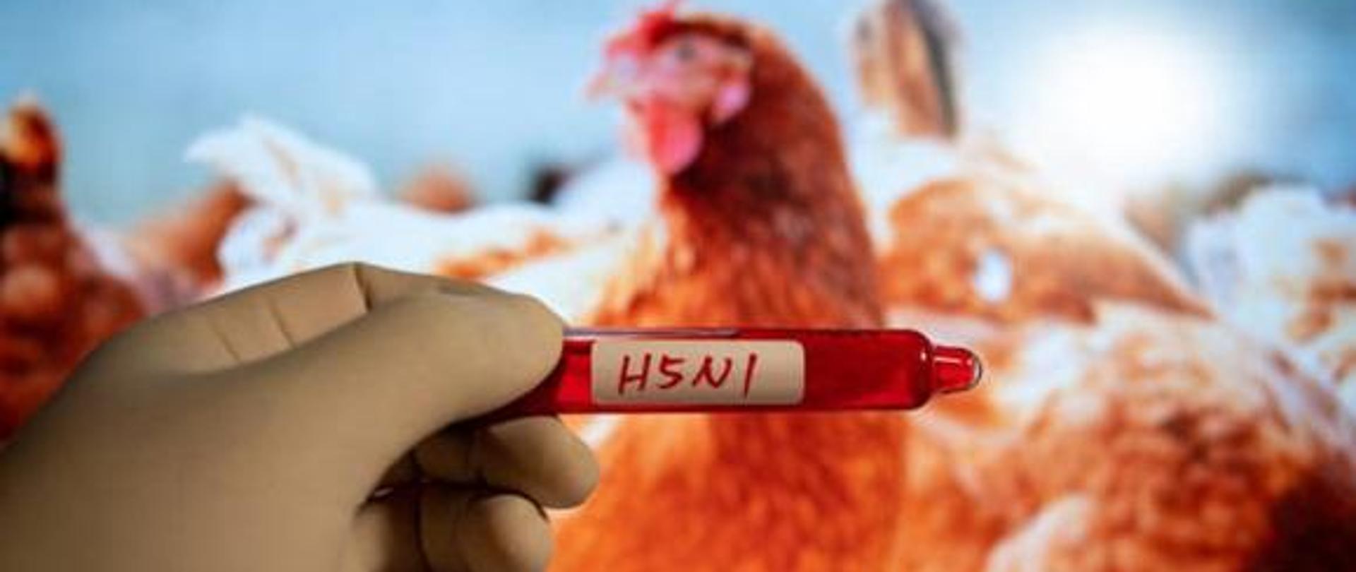 Ptasia grypa H5N1