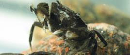 Na zdjęciu krab amerykański, pancerz w kolorze ciemnobrązowym.