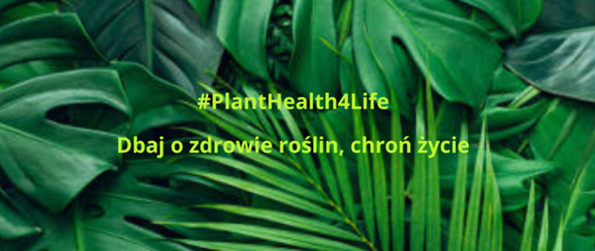 Napis: grafika #PlantHealth4Life - „Dbaj o zdrowie roślin, chroń życie”
Fot.: Zielone liście