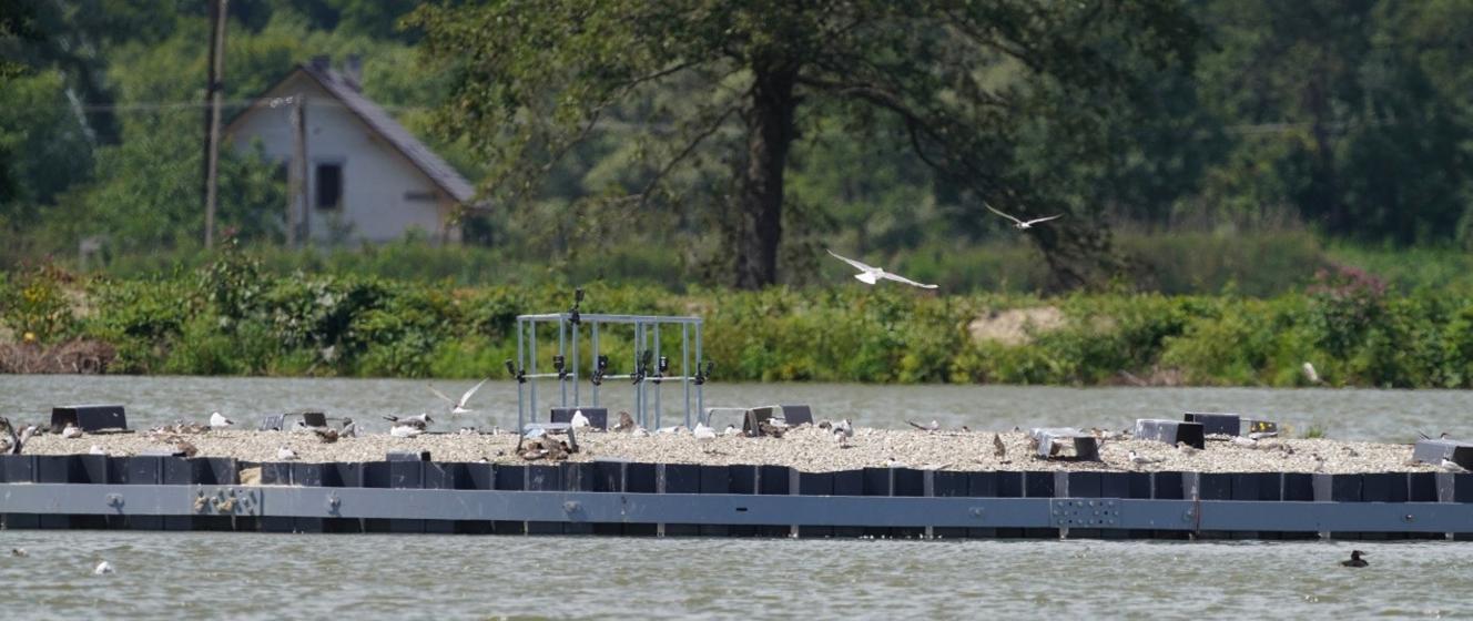 Projekt LIFE VISTULA PL Na Ostatniej Prostej Narodowy Fundusz Ochrony