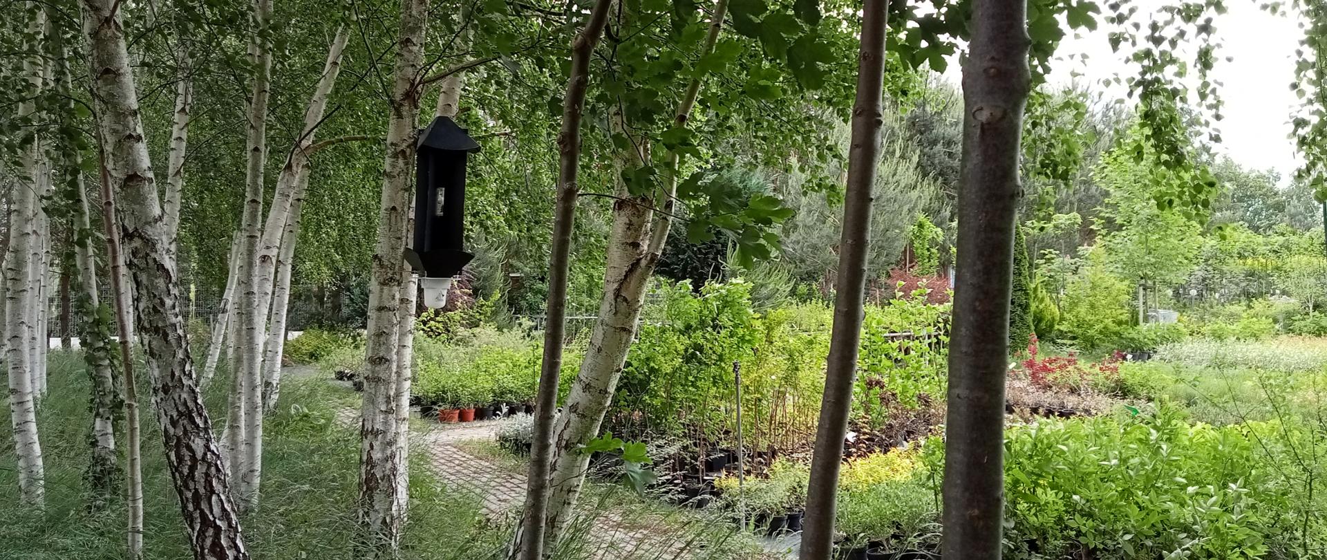 Pułapka feromonowa do odłowu A.chinensis - fot.E.Więckowska