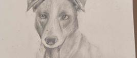 szkic wizerunku psa wykonany ołówkiem