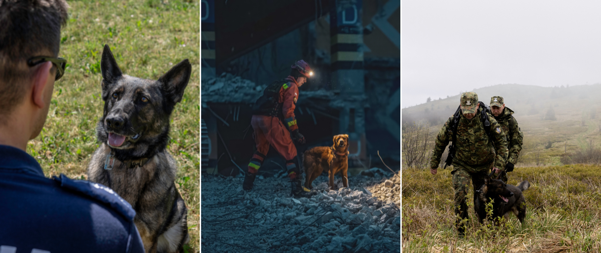 Zdjęcia przedstawiają psy podczas służby w Polskiej Policji, Państwowej Straży Pożarnej oraz Straży Granicznej