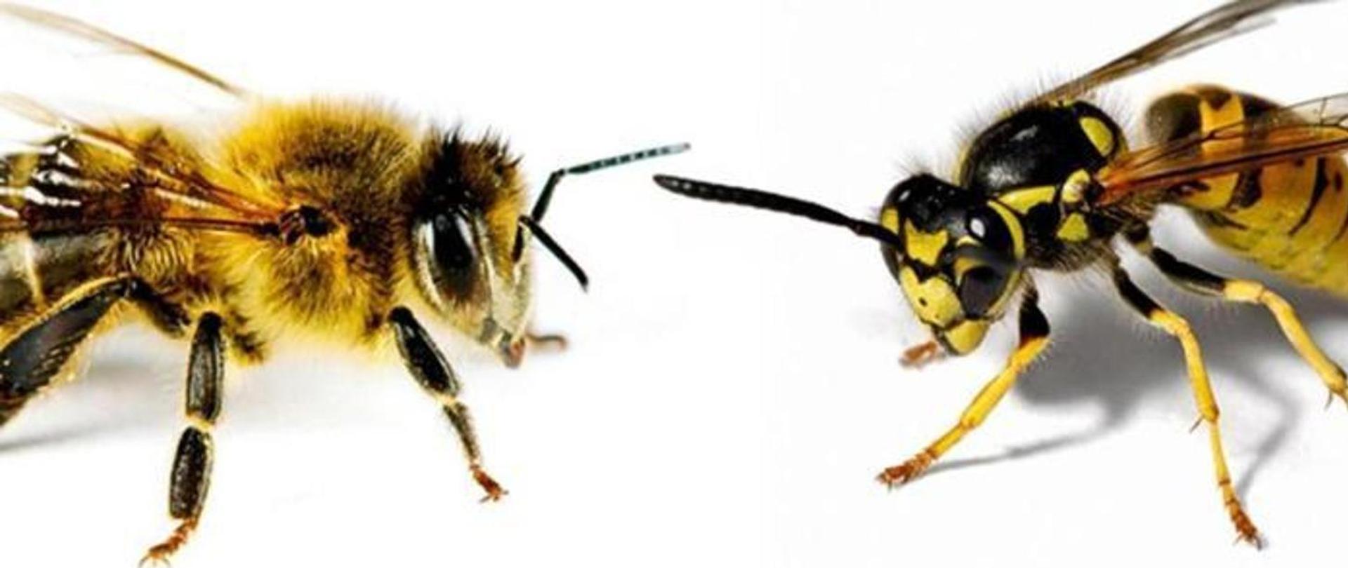 Po lewej stronie zdjęcie pszczoły, po prawej stronie zdjęcie osy . na białym tle.