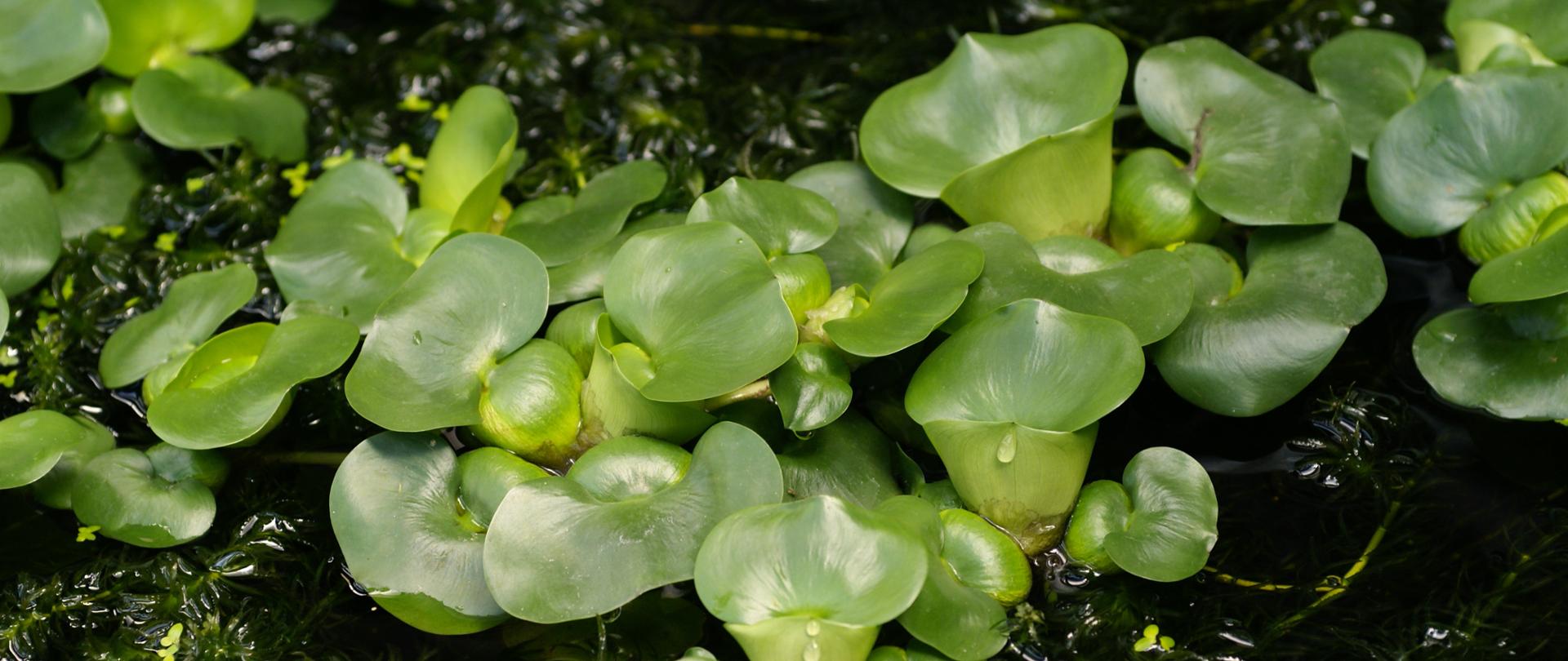 Na zdjęciu nad tonią wodna wystają zielone liście w kształcie serca, ukształtowane tak, aby tworzyć mały zbiorniczek na wodę. Opisana roślina to eichornia gruboogonkowa.