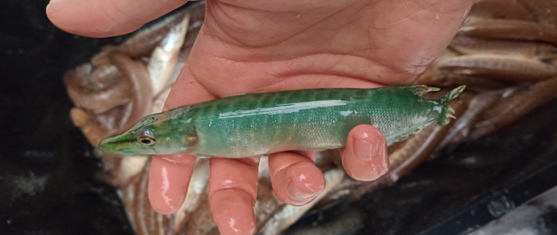 Zarybienia. Mężczyzna trzyma na dłoni małego szczupaka. Jest zielony i opalizujący. W tle pojemnik z większą liczbą ryb. 