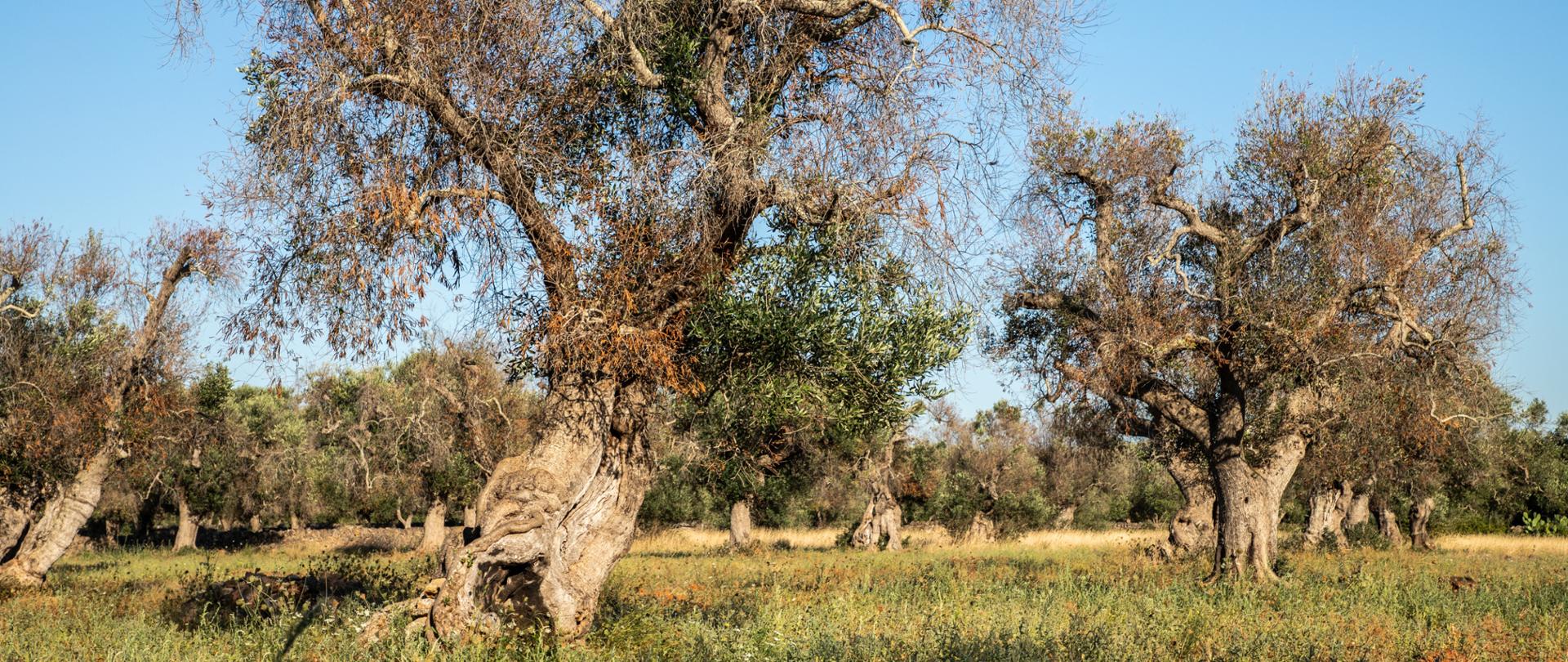 Drzewa oliwne zainfekowane bakterią Xylella fastidiosa
