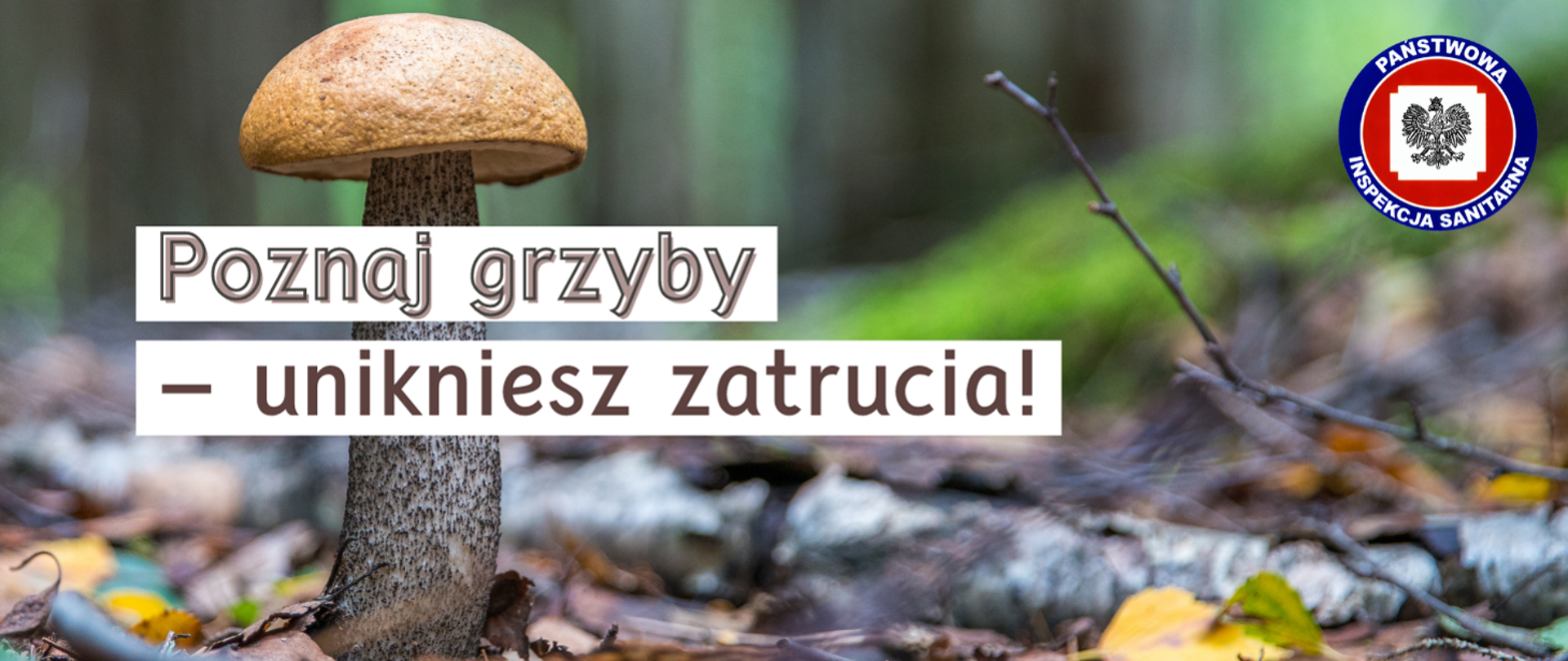 Grzyby trujące i jadalne. FAKT czy MIT?