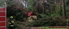 Na zdjęciu las w którym w wyniku silnego wiatru połamane i poprzewracane zostały drzewa. 