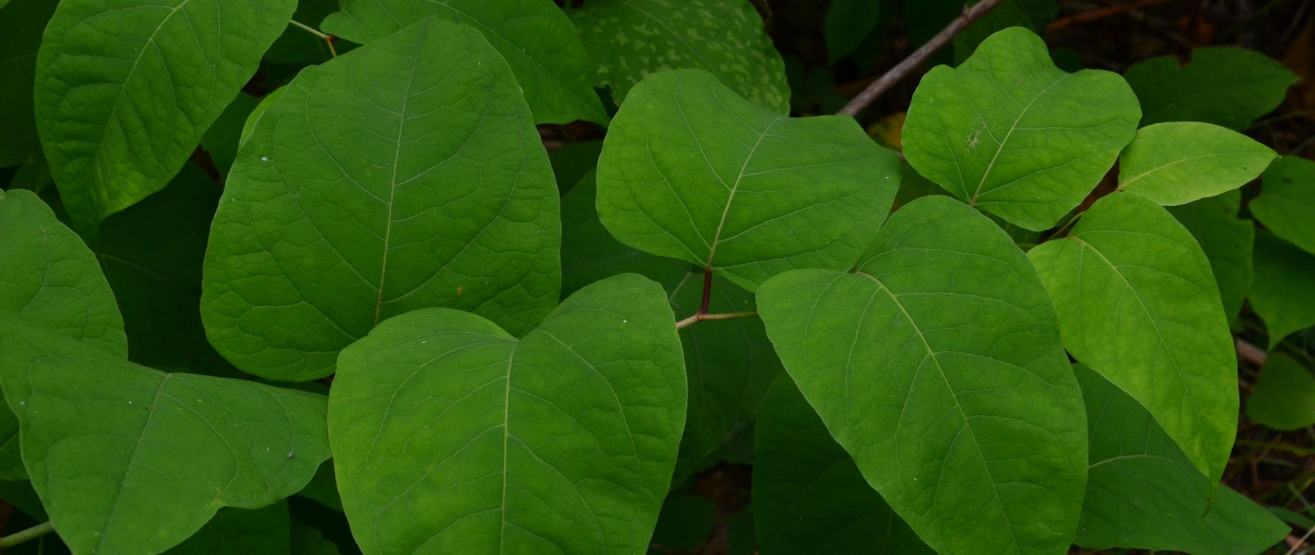 Na zdjeciu pokazane duże, zielone liście rdestowca czeskiego.