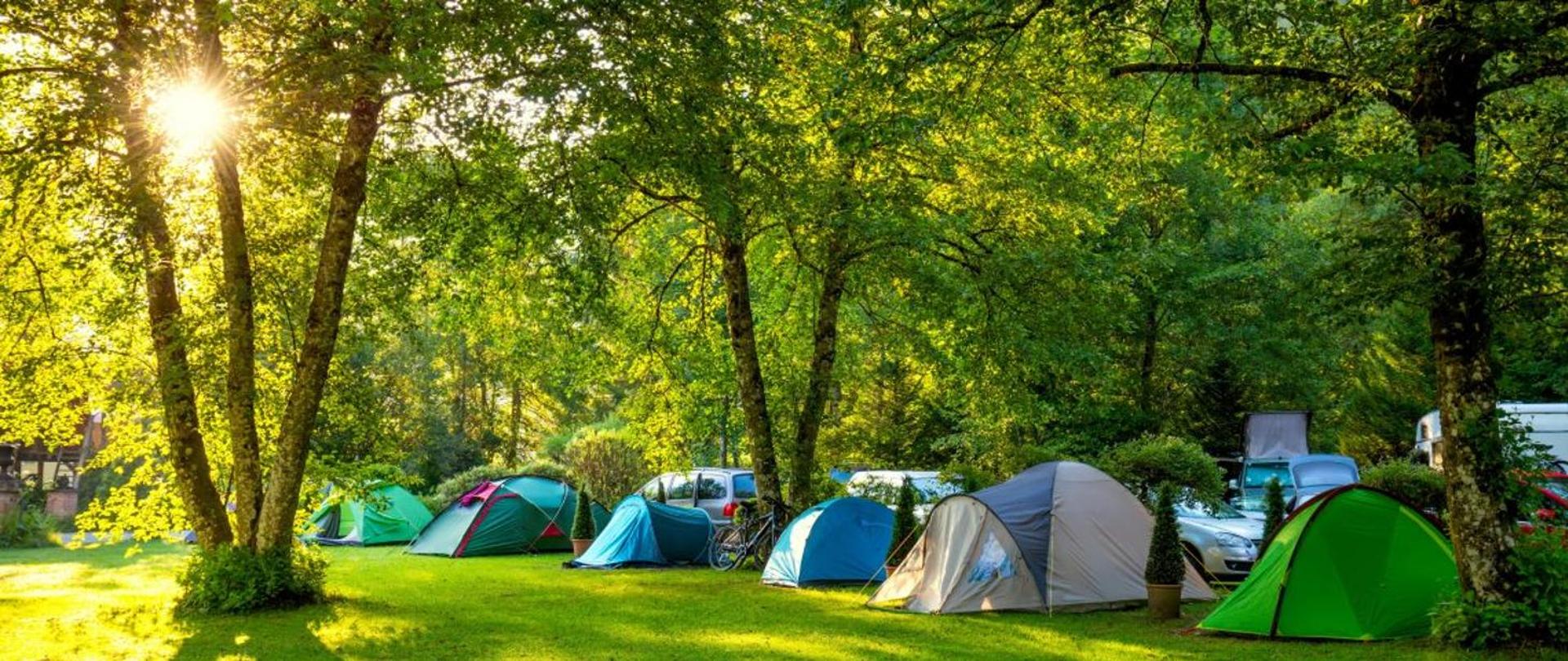 Pole namiotowe pod drzewami, kilka namiotów