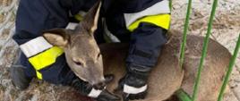 Zdjęcie przedstawia ranną sarnę leżącą na chodniku i uwięzioną w metalowej barierce pomiędzy dwoma prętami. Sarna opiekuje się druh Ochotniczej Straży Pożarnej.