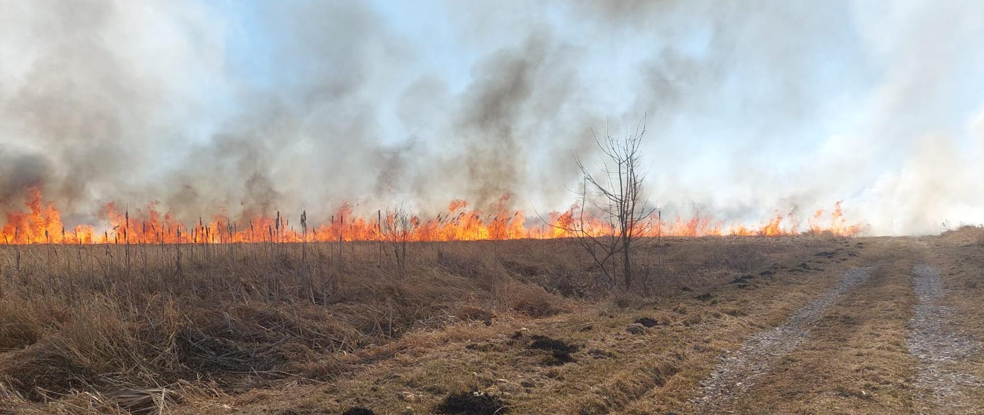 Zdjęcie przedstawia ścianę ognia palącej się suchej trawy na nieużytkach rolnych.