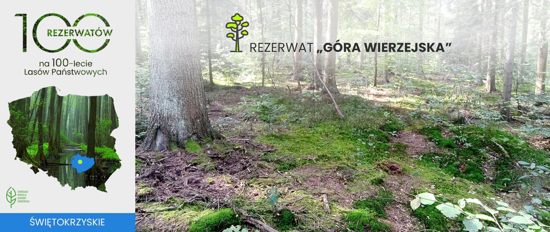 Rezerwat „Góra Wierzejska”. Las od środka. Na horyzoncie liczne pnie drzew.