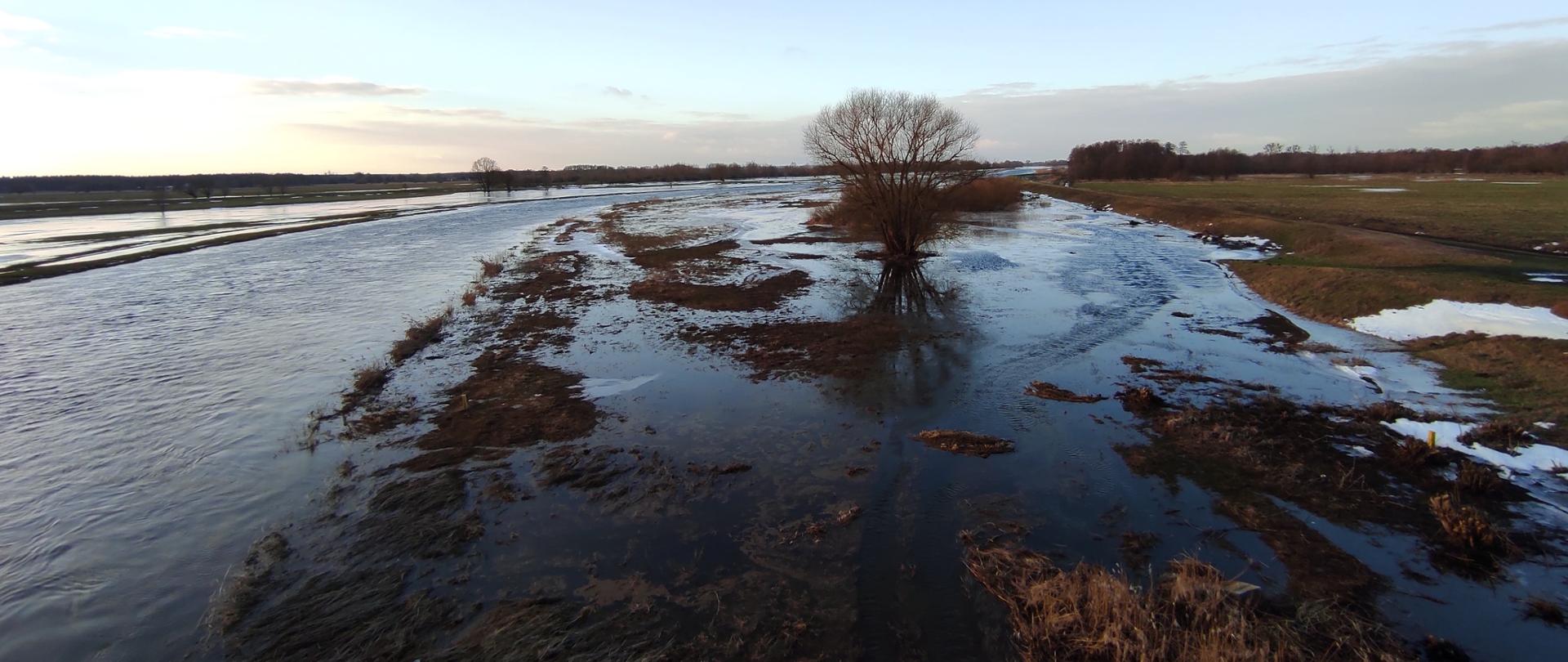 Rozlewisko Noteci w Gościmcu. Widać podtopione drzewo i łąki. Woda układa się w międzywalu. Zdjęcie z drona. Daleki widok w dół rzeki. 