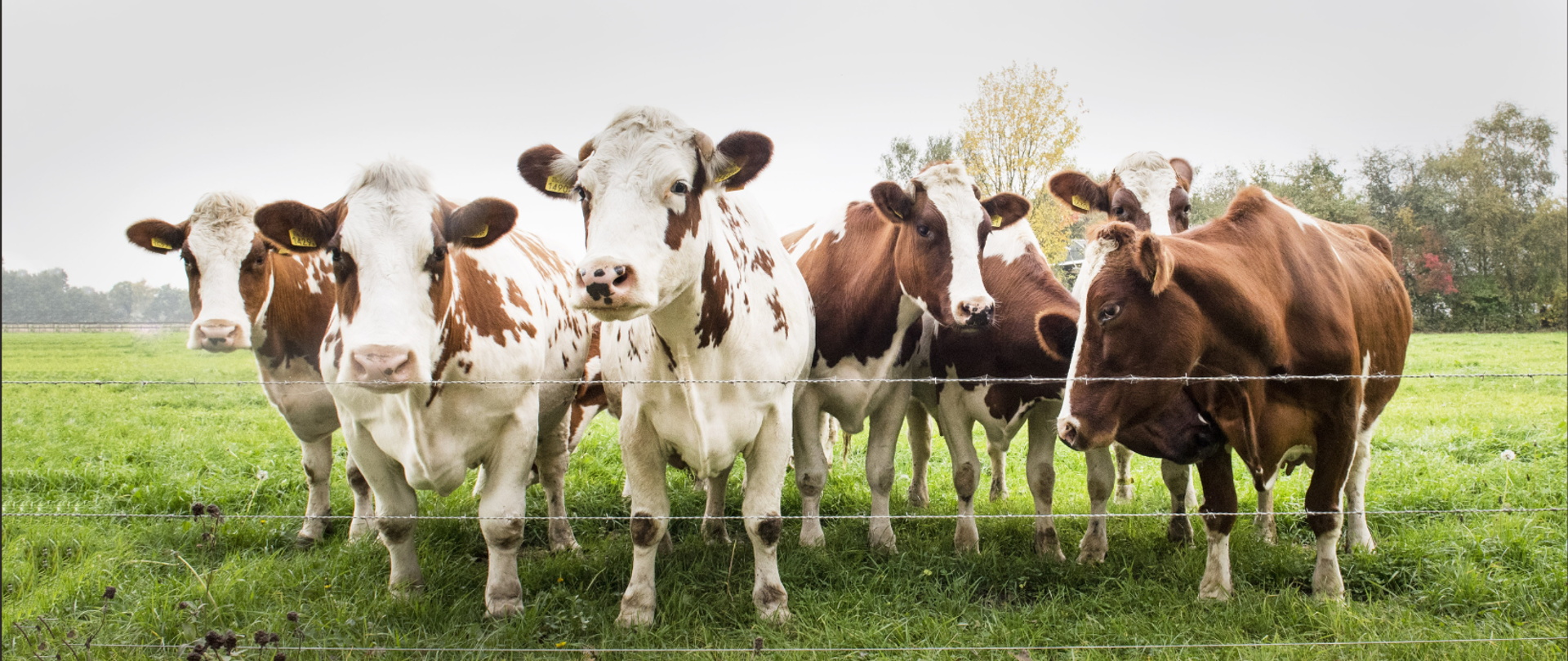 6 krów brązowo-białych stoi na jasnozielonej trawie, znajdują się za ogrodzeniem z drutu. 