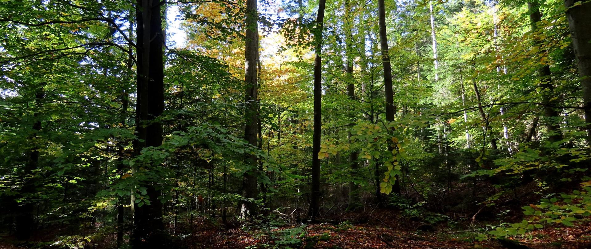 Rezerwat Bliżyńskie Lasy Naturalne