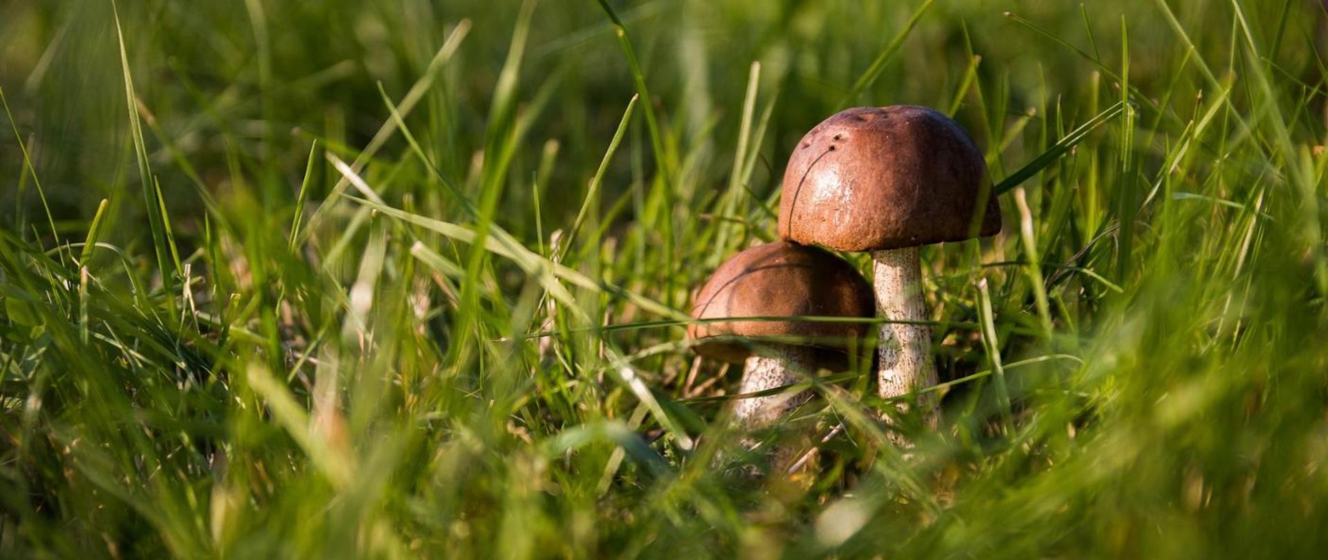 Dwa grzyby stojące w trawie