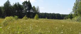 Ochrona czynna cennych ekosystemów na terenie województwa świętokrzyskiego 