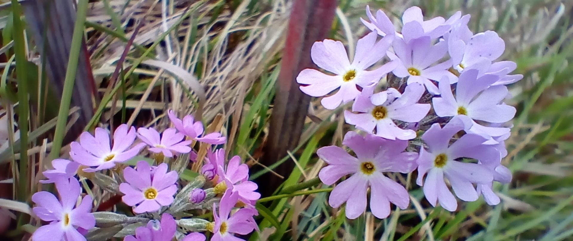 Zdjęcie dwóch kwiatów Primula farinosa