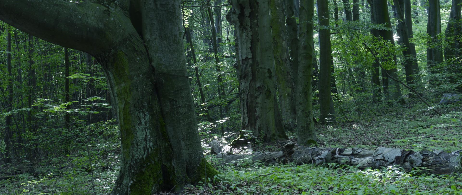 Drzewostan w rezerwacie Bukowa Góra