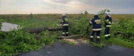 Zdjęcie przedstawia trzech strażaków Ochotniczej Straży Pożarnej w umundurowaniu bojowym z założonymi białymi hełmami na głowach. Strażacy usuwają powalone na drogę drzewo po silnych wiatrach przechodzących przez powiat jędrzejowski.