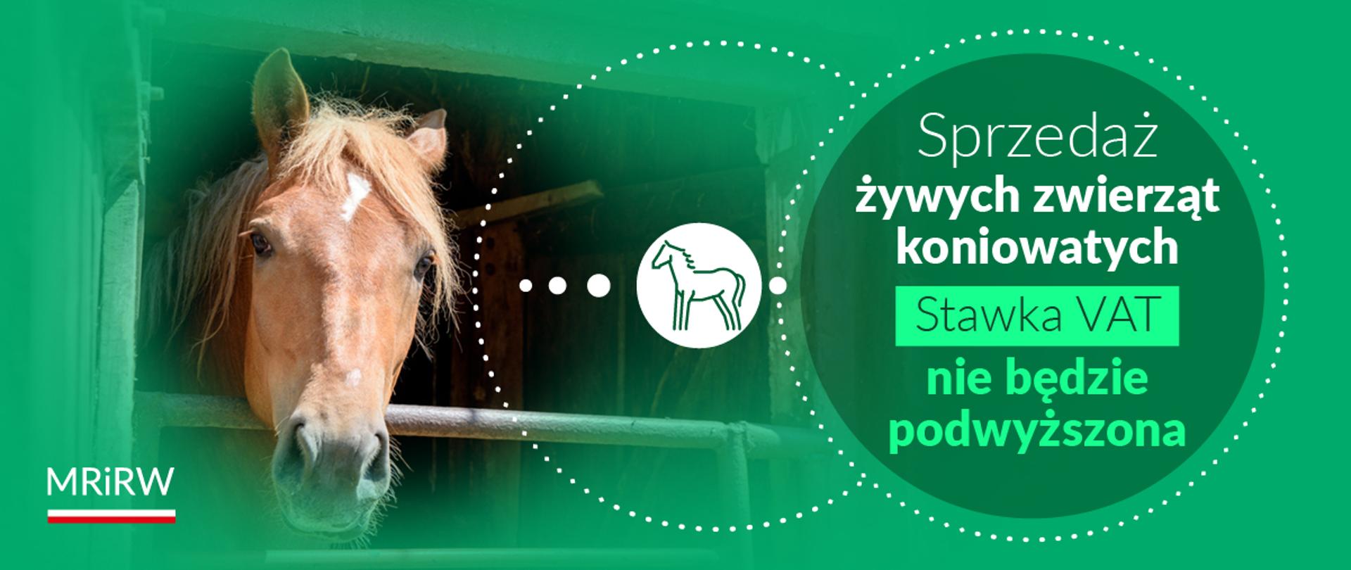 Sprzedaż żywych zwierząt koniowatych 