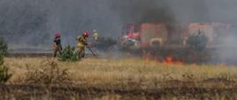 Grupa strażaków w ubraniu specjalnym podczas gaszenia pożaru trawy. Z prawej strony widoczny duży płomień. Gdzieniegdzie małe drzewka sosnowe. W tle dwa pojazdy pożarnicze.