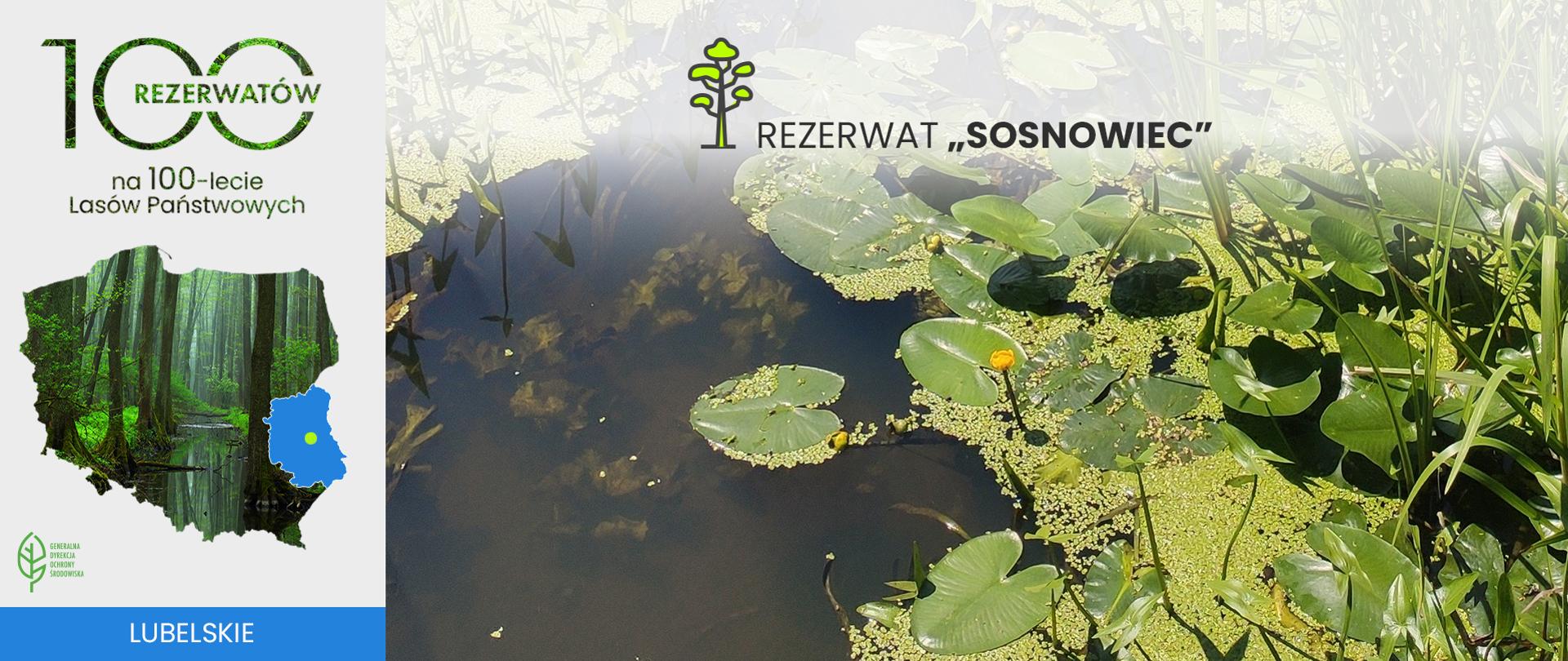 Rezerwat Sosnowiec