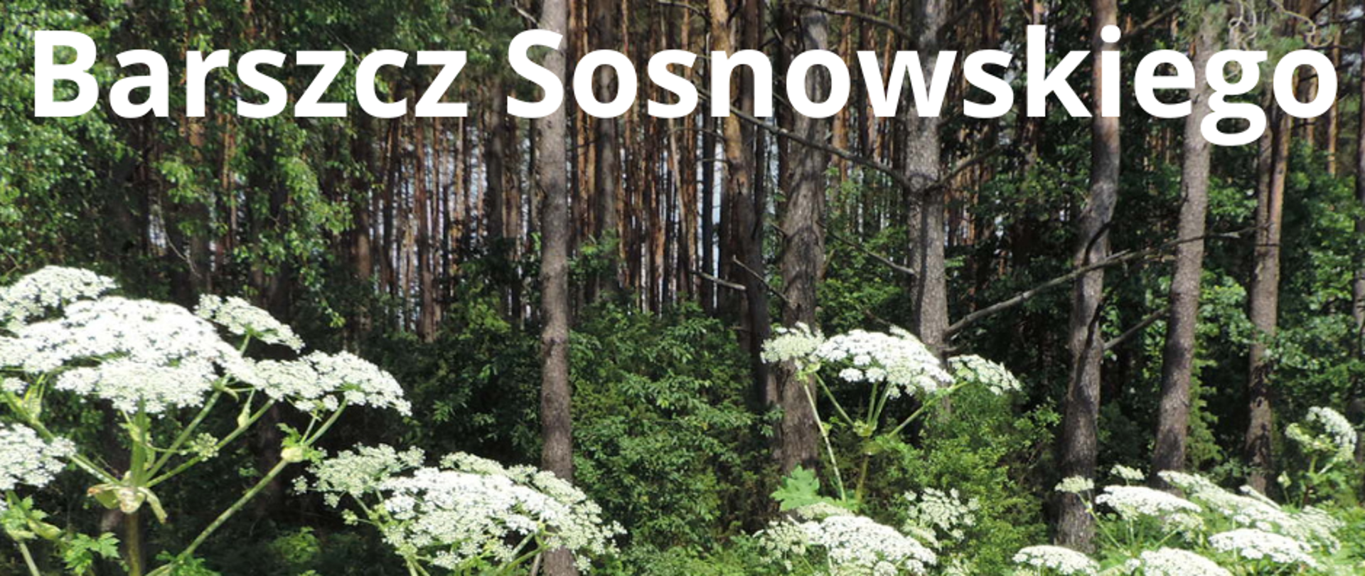 Na zdjęciu znajduje sie Barszcz Sosnowskiego, a w tle widzimy drzewa
