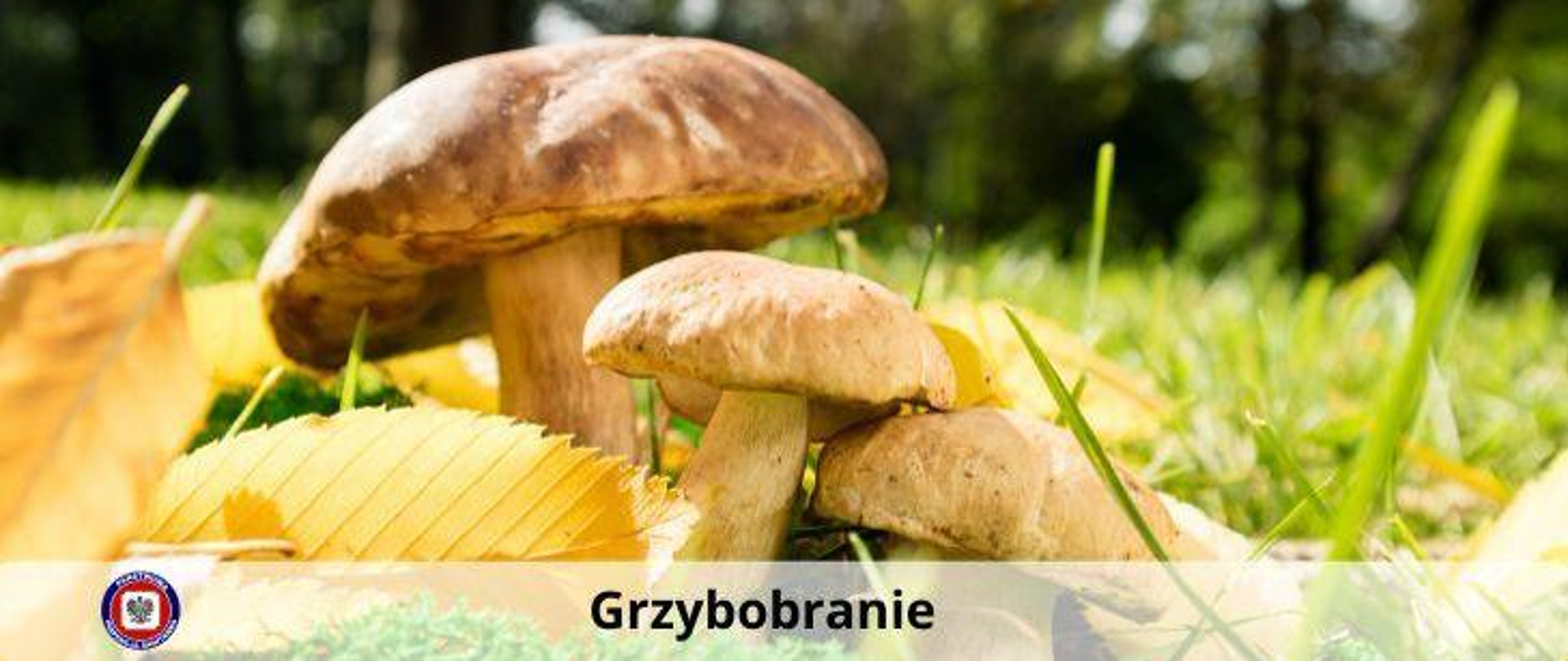 Grzyby – skarby lasu 