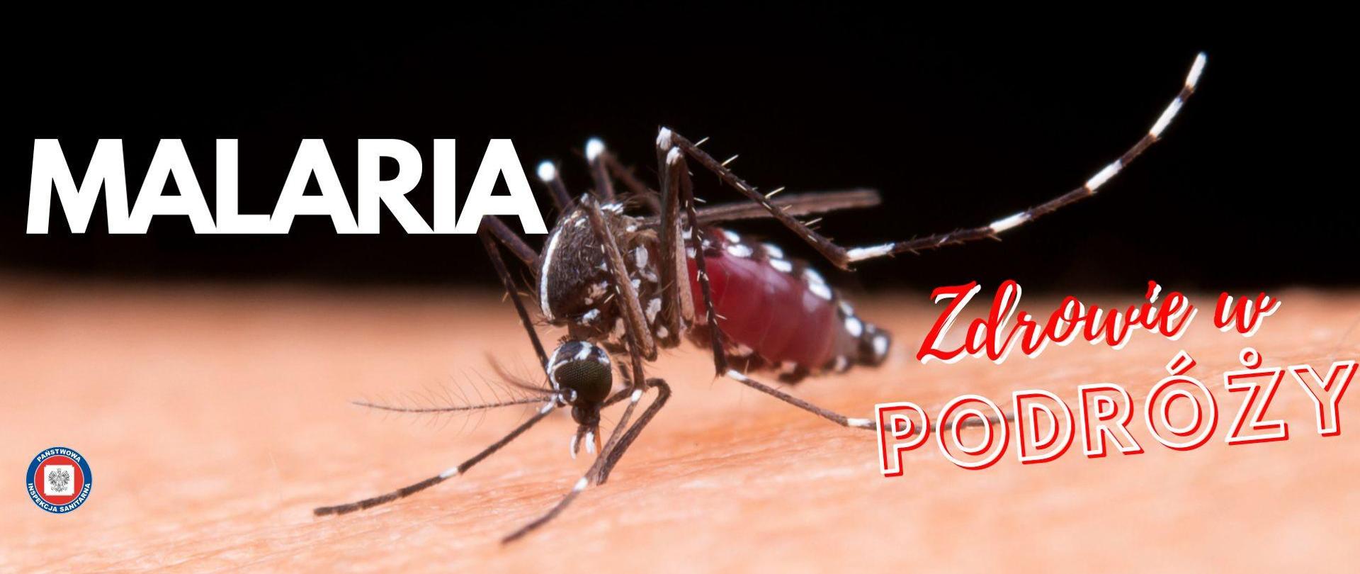 komar siedzący na skórze człowieka