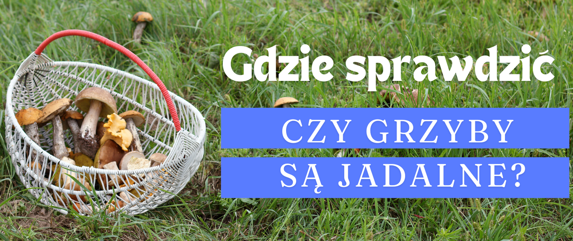 Po lewej stronie kosz z grzybami, na środku napis - gdzie sprawdzić czy grzyby są jadalne