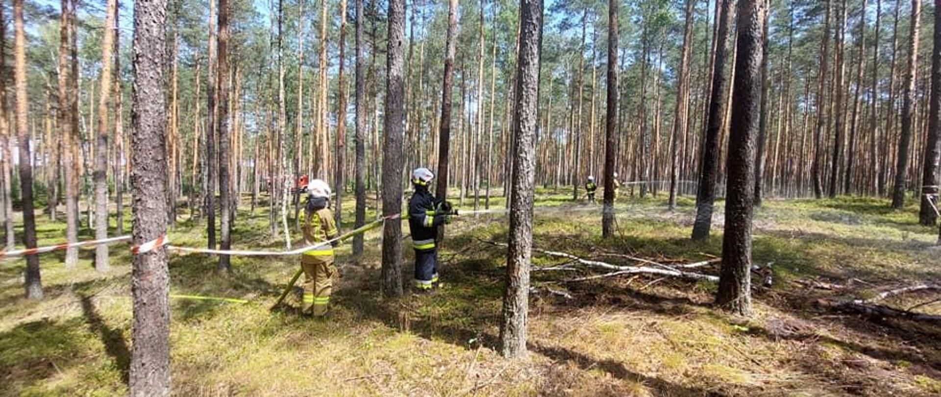 Dwie roty strażaków podają prąd wody na ściółkę w lesie.