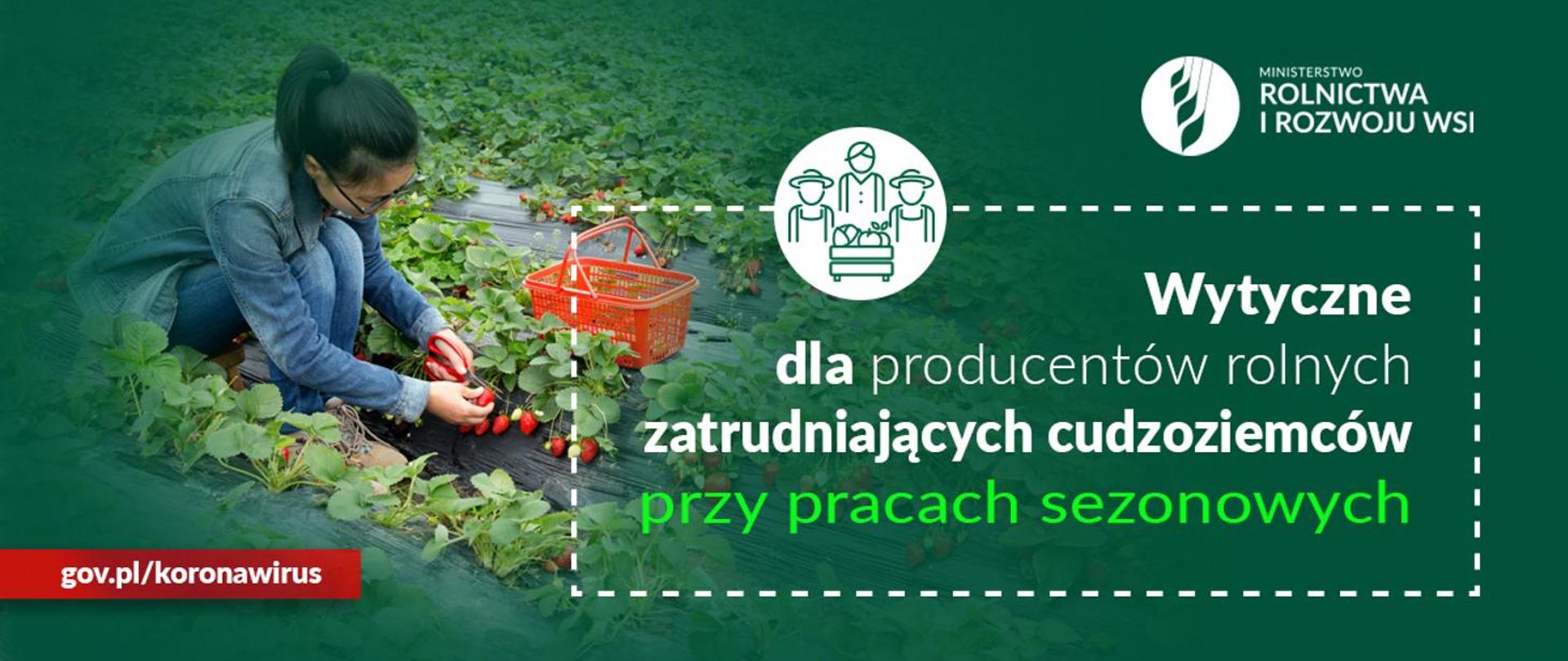 Wytyczne dla producentów rolnych zatrudniających cudzoziemców przy pracach sezonowych