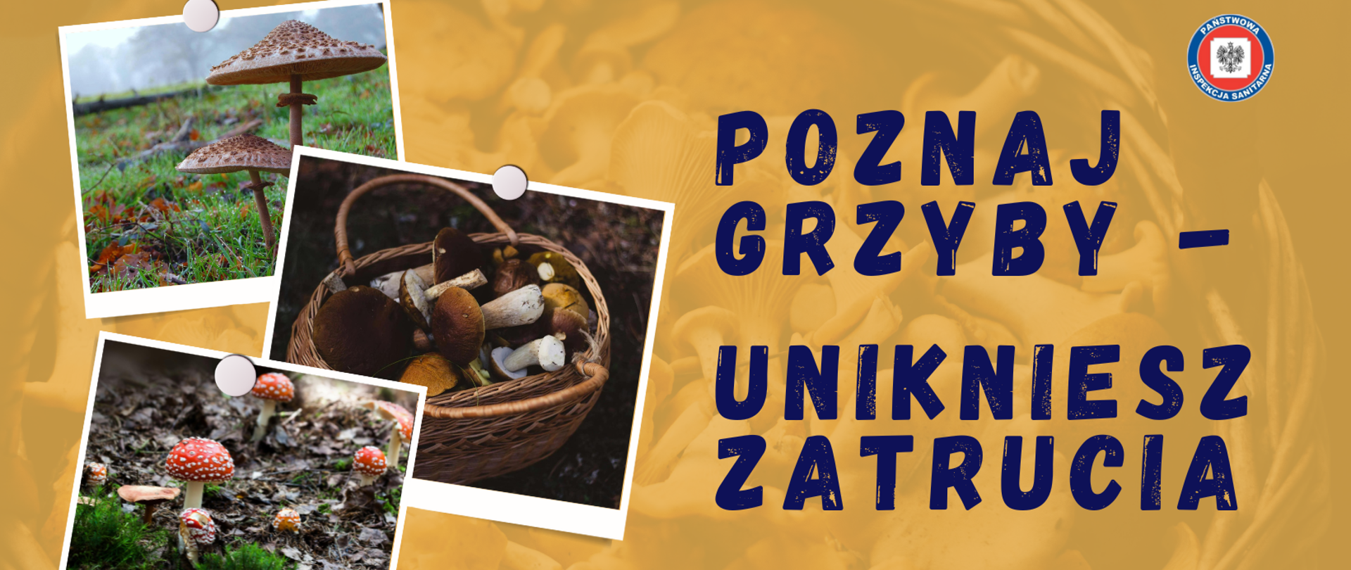 Poznaj grzyby