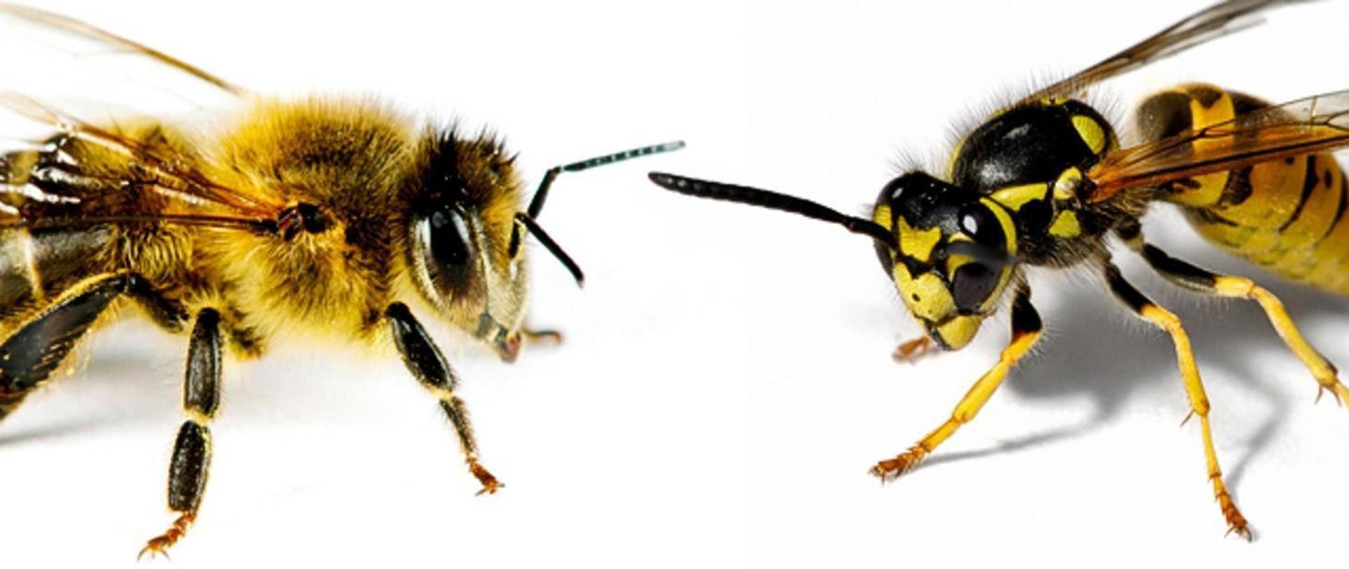 Usuwanie owadów błonkoskrzydłych - na zdjęciu pszczoła i szerszeń na białym tle