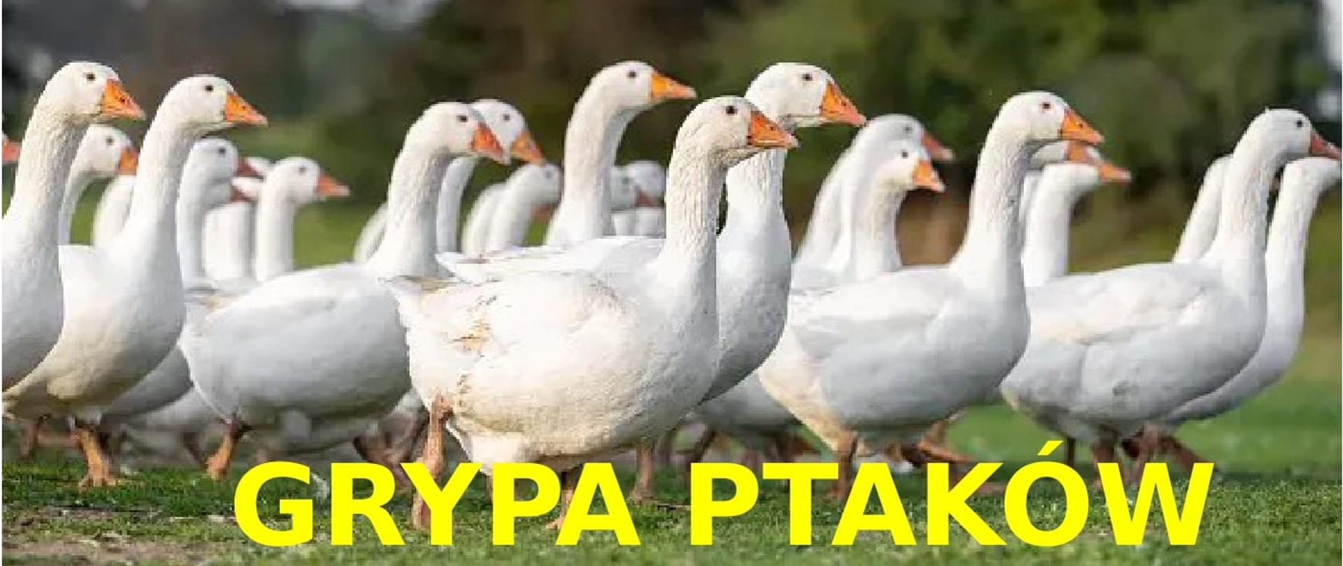 Stado gęsi i napis grypa ptaków