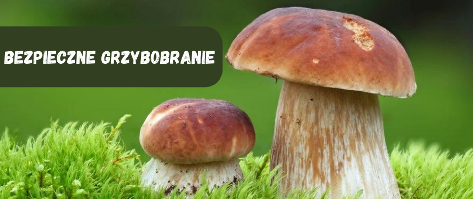 „Bezpieczne grzybobranie”