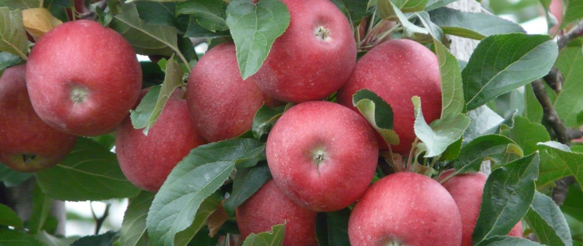 Czerwone jabłka wśród zielonych liści