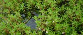 Na zdjęciu wyrastający ponad wodę grubosz helmsa, łodyżki koloru brązowego, a liczne liście igłowe wyrastające z łodygi w kolorze zielonym.