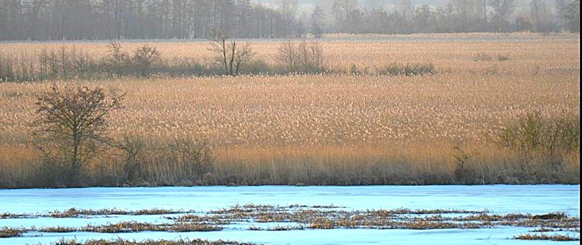 rzeka, obok rosną trawy i tataraki