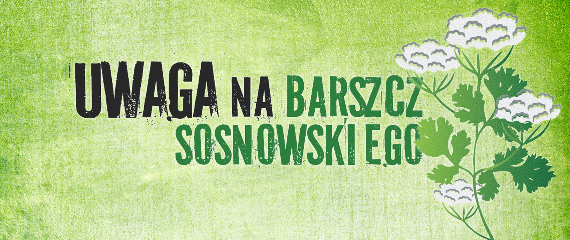 Napis "Uwaga na barszcz Sosnowskiego" razem z rysunkiem rośliny na zielonym tle