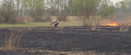2. Pożary traw powiat kazimierski – miejscowość Broniszów
