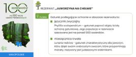 Rezerwat „Jaworzyna na Chełmie”. Informacje na temat gatunków, które podlegają ochronie w rezerwacie.