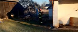 2. Pożar budynku inwentarskiego w miejscowości Dalechowice – dozorowanie ewakuowanej trzody chlewnej przez ratownika