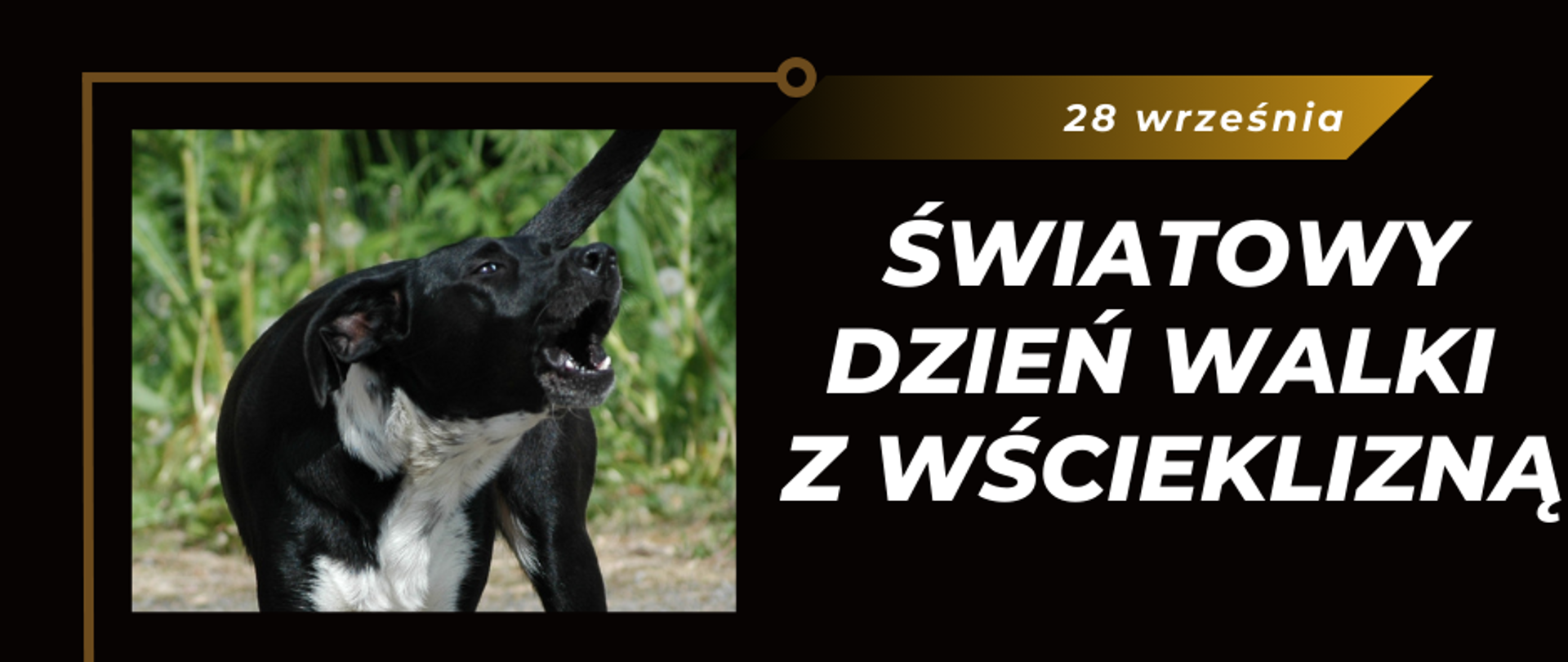 po prawej stronie grafiki u góry, na żółtym tle znajduje się napis „28 września”, pod nim na czarnym tle napis „ŚWIATOWY DZIEŃ WALKI Z WŚCIEKLIZNĄ”. Z lewej strony grafiki znajduje się zdjęcie – pies na zielonym tle. 